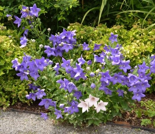 Эффектный и броский ширококолокольчик, или платикодон