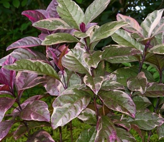 Псевдоэрантемум Каррутерса