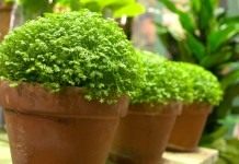 Селагинелла (Selaginella)