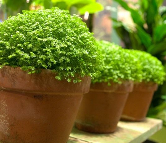 Селагинелла (Selaginella)