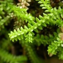 Селагинелла швейцарская (Selaginella helvetica)
