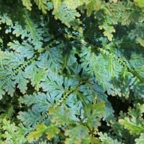 Селагинелла Вильденова (Selaginella willdenowii)