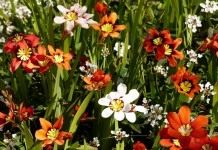 Спараксис трехцветный (Sparaxis tricolor)