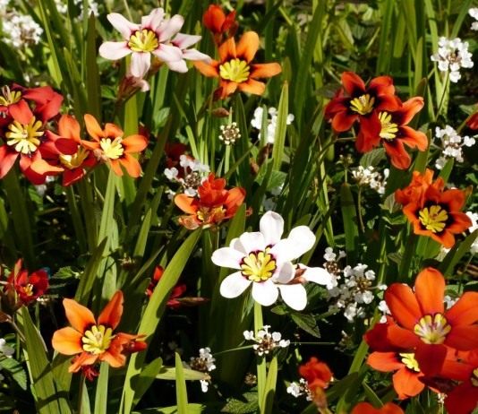 Спараксис трехцветный (Sparaxis tricolor)