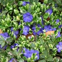 Барвинок (Vinca)