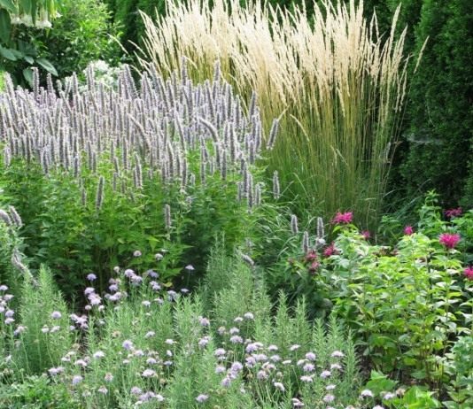 Агастахе, или лофант в цветнике