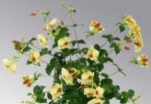 Алламанда слабительная "Румяная карамель" (Allamanda cathartica ‘Caramel Blush’)