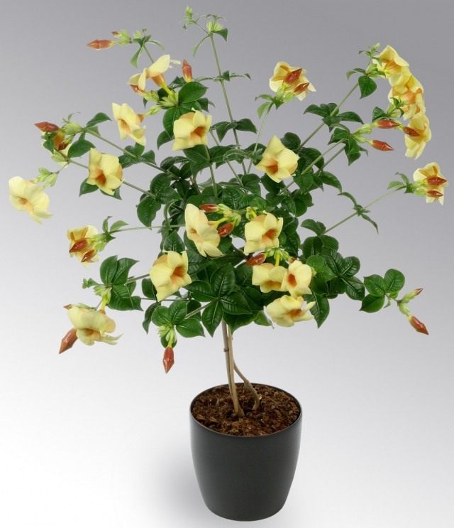 Алламанда слабительная "Румяная карамель" (Allamanda cathartica ‘Caramel Blush’) Алламанда слабительная "Румяная карамель" (Allamanda cathartica ‘Caramel Blush’)