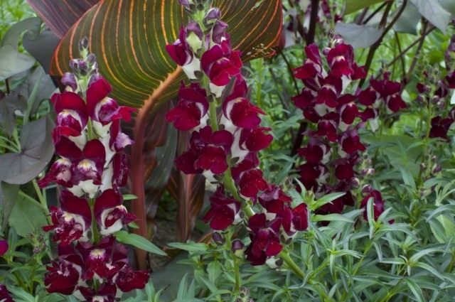 Львиный зев, Антирринум большой 'Night and Day' (Antirrhinum majus)