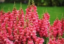 Львиный зев, Антирринум большой "Cool Rose" (Antirrhinum majus)