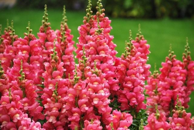 Львиный зев, Антирринум большой 'Cool Rose' (Antirrhinum majus)