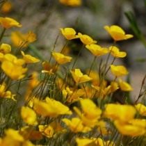 Эшшольция (Eschscholzia)