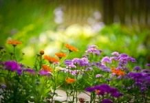 Цветы памяти. Растения, которые можно посадить на могиле