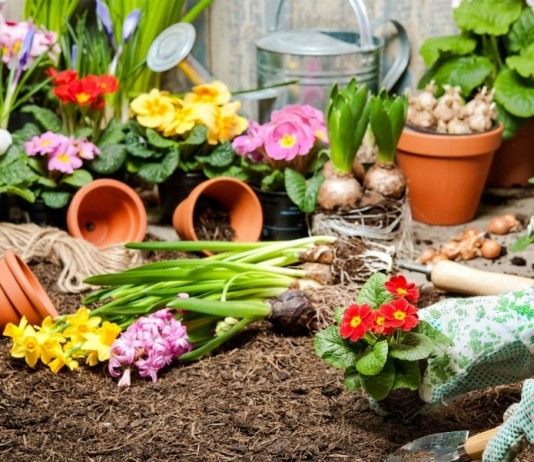 Май для цветоводов месяц активных работ