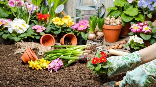 Май для цветоводов месяц активных работ