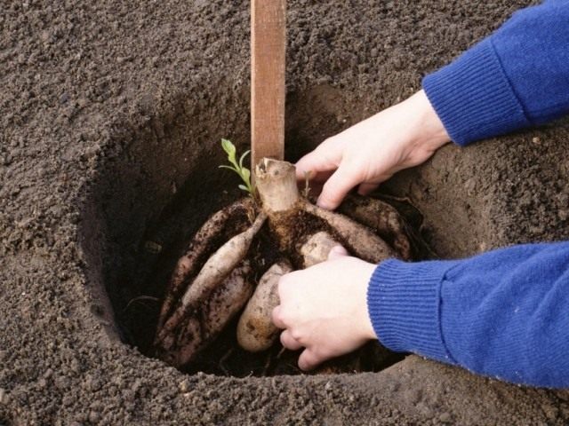 В мае приступаем к посадкам не зимующих в почве многолетних культур, а так же проводим разделение керневищ