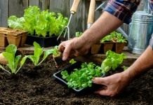 Высаживаем рассады овощных культур