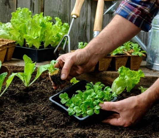 Высаживаем рассады овощных культур