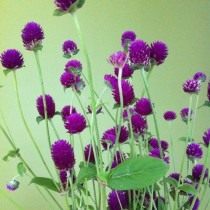 Гомфрена (Gomphrena)