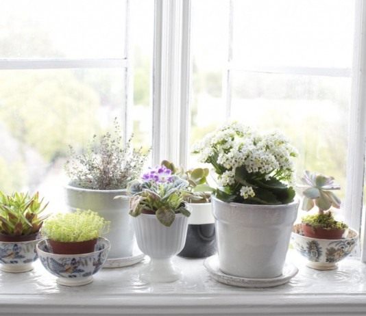 Комнатные растения на подоконнике
