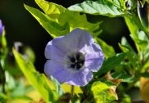 Никандра физалисовидная (Nicandra physalodes)