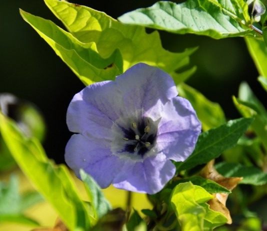 Скромная и нетребовательная однолетняя никандра - Цветник и ландшафт Никандра физалисовидная (Nicandra physalodes)