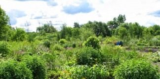 Огород в пермакультуре