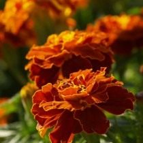 Бархатцы (Tagetes)