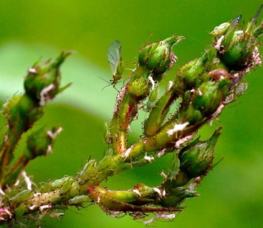 Тли на бутонах розы