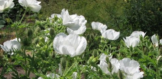 Аргемона широкая (Argemone platyceras)