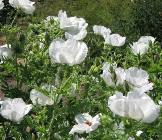 Аргемона — надежная конкурентка мака и анемон - Цветник и ландшафт Аргемона широкая (Argemone platyceras)