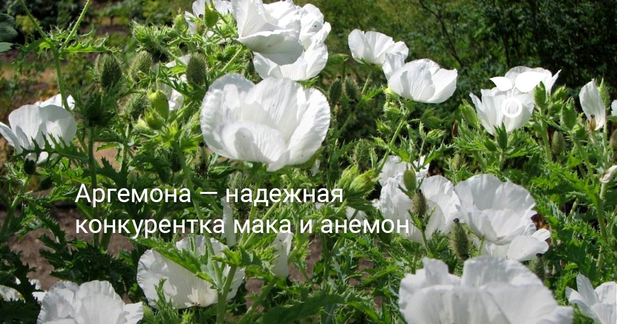 Аргемона — надежная конкурентка мака и анемон
