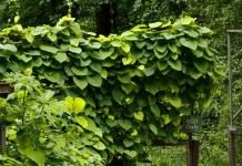 Кирказон крупнолистный, или Кирказон трубочный (Aristolochia macrophylla)
