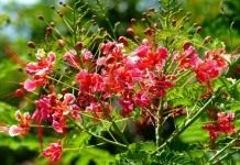 Цезальпиния прекраснейшая (Caesalpinia pulcherrima)