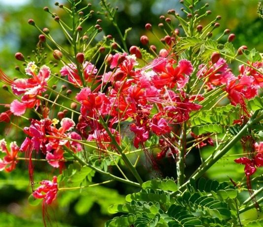 Цезальпиния прекраснейшая (Caesalpinia pulcherrima)