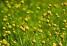 Гелениум ароматный, или Цефалофора ароматная (Helenium aromaticum syn. Cephalophora aromatica)