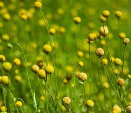 Идеальные шарики соцветий цефалофоры ароматной - Цветник и ландшафт Гелениум ароматный, или Цефалофора ароматная (Helenium aromaticum syn. Cephalophora aromatica)