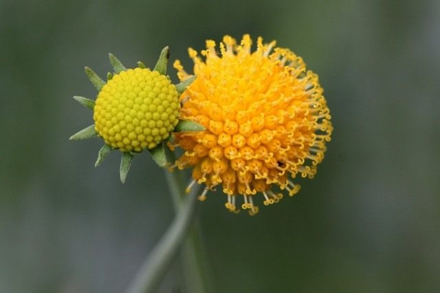 Гелениум ароматный, или Цефалофора ароматная (Helenium aromaticum syn. Cephalophora aromatica) Гелениум ароматный, или Цефалофора ароматная (Helenium aromaticum syn. Cephalophora aromatica)