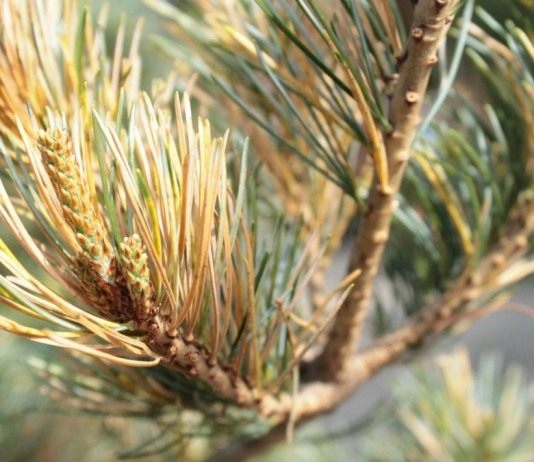 Обыкновенное (детское) шютте сосны. Вызывается грибом Lophodermium seditiosum.