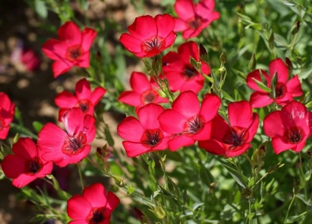 Лён крупноцветковый (Linum grandiflorum) Лён крупноцветковый (Linum grandiflorum)