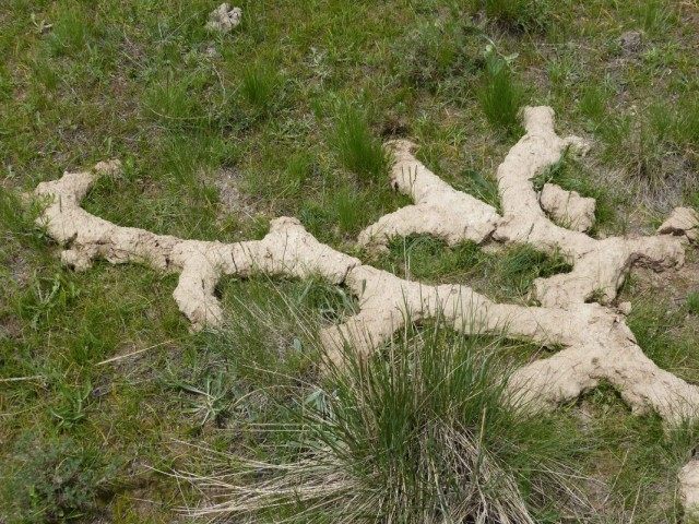 Поверхностная сеть туннелей слепыша