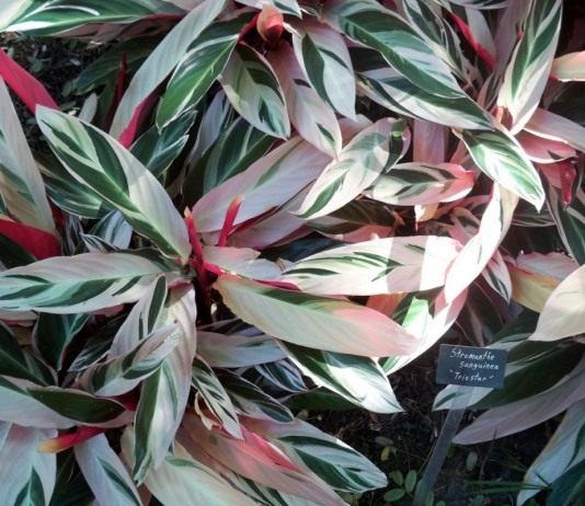 Пестрые орнаменты строманты - Комнатные растения Строманта кроваво-красная, или Строманта талия "Триостар" (Stromanthe Thalia 'Triostar')