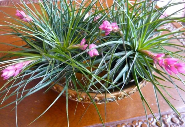 Тилландсия торчащая (Tillandsia stricta)