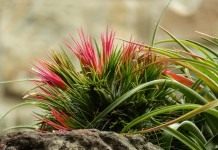 Тилландсия фиалкоцветковая (Tillandsia ionantha)
