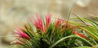 Тилландсия фиалкоцветковая (Tillandsia ionantha)