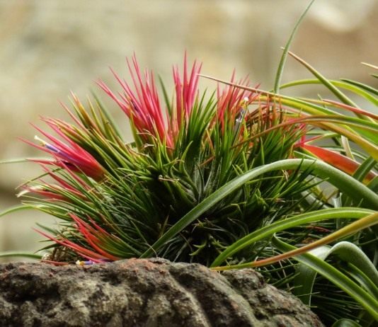 Тилландсия фиалкоцветковая (Tillandsia ionantha)