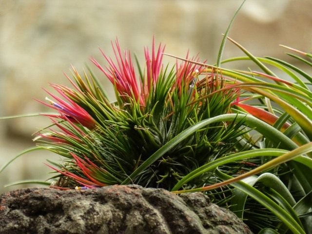 Тилландсия фиалкоцветковая (Tillandsia ionantha)