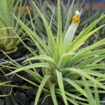 Тилландсия фиалкоцветковая (Tillandsia ionantha)