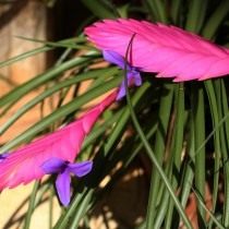 Тилландсия Линдена (Tillandsia lindenii)