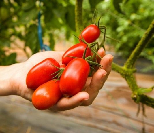 Томаты